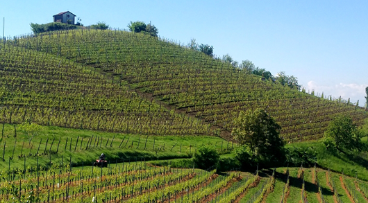 Il Settore Vitivinicolo in Piemonte